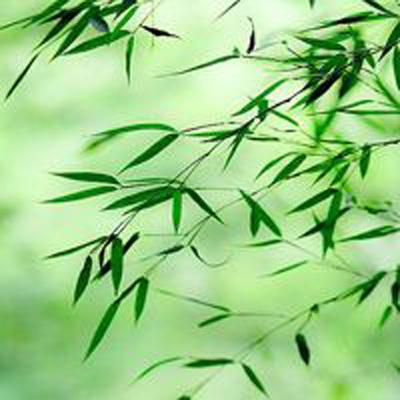 宠物爆炸手游下载